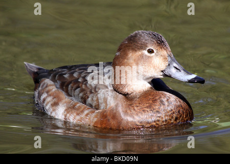 Comune Femmina Pochard Aythya ferina nuoto a Martin mera WWT, LANCASHIRE REGNO UNITO Foto Stock