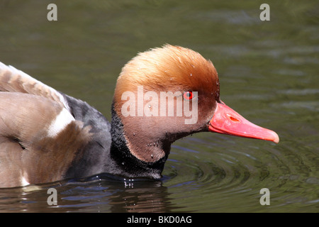 Close-up del maschio rosso-crested Pochard Netta rufina Testa e becco a Martin mera WWT, LANCASHIRE REGNO UNITO Foto Stock