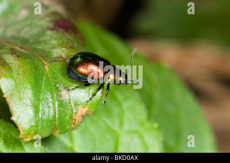 Close up del dock verde foglia beetle Gastrophysa viridula Foto Stock