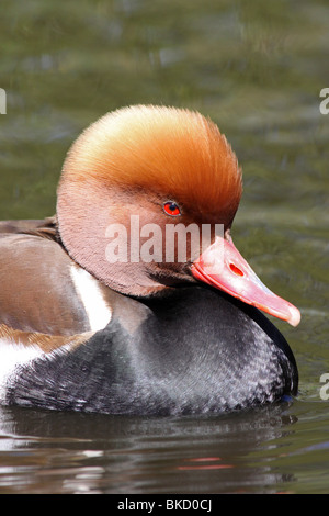 Close-up del maschio rosso-crested Pochard Netta rufina Testa e becco a Martin mera WWT, LANCASHIRE REGNO UNITO Foto Stock