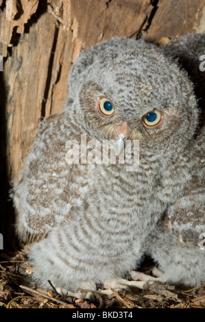 Est della Civetta giovani nella cavità nido 3 1/2 settimane Otus Megascops asio E NA, da Bill Lea/Dembinsky Foto Assoc Foto Stock