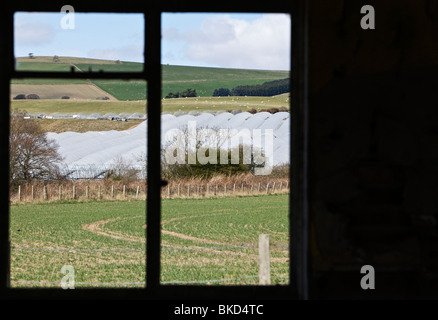 Polytunnels fragola e terreni agricoli visto attraverso la finestra di un edificio in disuso in Perthshire Foto Stock