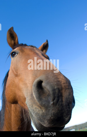 Cavallo dell'azienda agricola Foto Stock