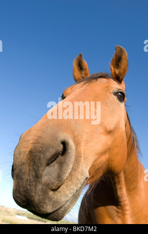 Cavallo dell'azienda agricola Foto Stock
