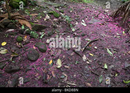 Fiori di montagna fiori apple color del re trail nella valle Waipio sull isola delle Hawaii. Foto Stock