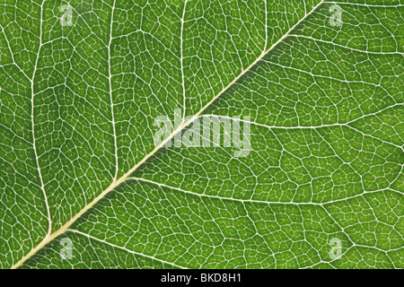 Close-up shot macro di retro-illuminato foglia di rose Foto Stock