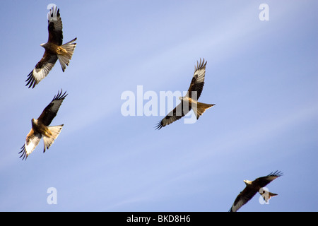 Gregge di Rosso volare aquiloni a Bwlch Nant Yr Arian centro in Ceredigion, metà del Galles. Foto Stock