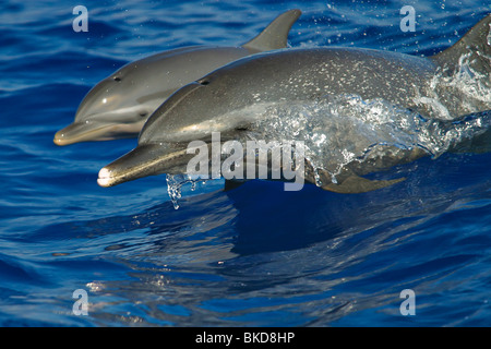 Pantropical spotted delfini Stenella attenuata, madre & vitello, salta fuori della barca wake, wake-riding, Kona, Big Island delle Hawaii, Foto Stock