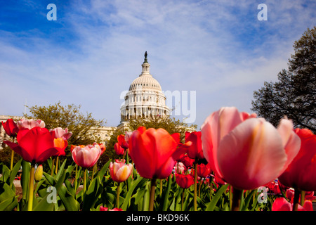 I Tulipani di fronte al Campidoglio US edificio in primavera, Washington DC, Stati Uniti d'America Foto Stock