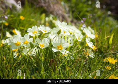 Primule Primula vulgaris in fiore sulla isola di Caldey Pembrokeshire Wales UK Foto Stock