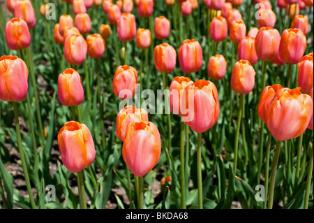 Close up di tulipani in Tulip Time Festival in Olanda, Michigan Foto Stock