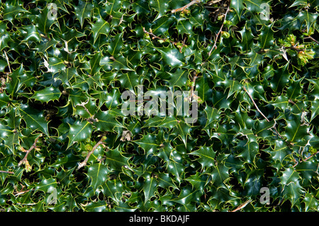 Unione Holly (Ilex aquifolium) foglie. Foto Stock