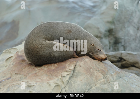 Donna Nuova Zelanda pelliccia sigillo (Arctocephalus forster) dormire sugli scogli, Nuova Zelanda Foto Stock