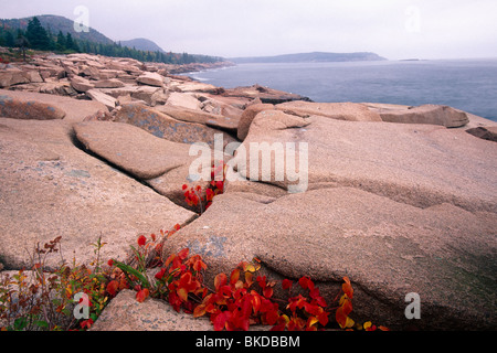 Costa con rocce di granito Acadia Nat'l parco, Maine Foto Stock