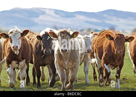 Piccolo gruppo di commerciale / bovini da carne nel campo Foto Stock