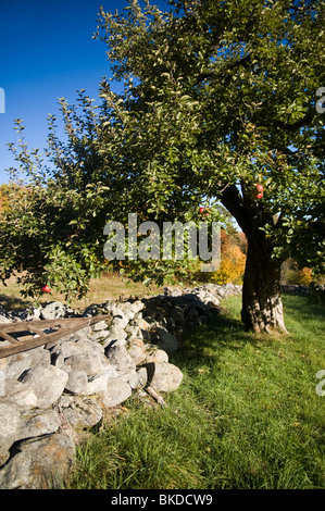 Albero di mele e muro di pietra, Apple Orchard, Massachusetts occidentale Foto Stock