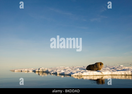 Norvegia Isole Svalbard, Edgeoya Isola, trichechi (Odobenus rosmarus) sul mare di ghiaccio nei pressi di Kapp Lee in sole di mezzanotte Foto Stock