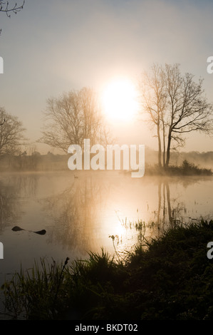 Al mattino presto sul lago con anatre a Hylands Park, Chelmsford, Essex, Inghilterra, Regno Unito Foto Stock