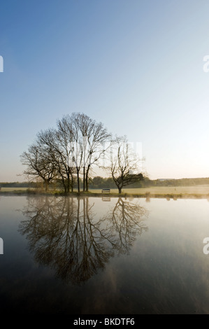 Al mattino presto sul lago con anatre a Hylands Park, Chelmsford, Essex, Inghilterra, Regno Unito Foto Stock