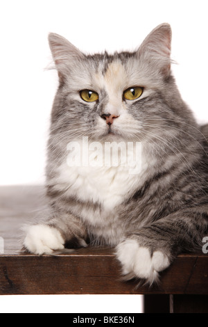 Sibirische Katze / gatto Siberiano Foto Stock