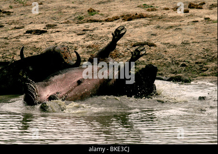 Cape/africano di rotolamento di Buffalo in acqua Foto Stock