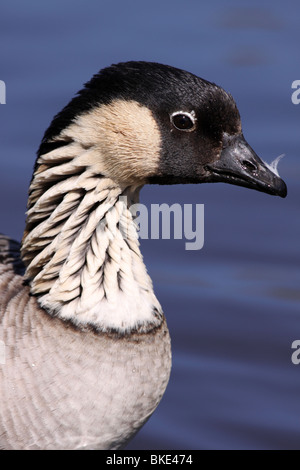 In prossimità della testa e del collo giù Pattern di oca hawaiana o Nēnē Branta sandvicensis prese a Martin mera WWT, LANCASHIRE REGNO UNITO Foto Stock