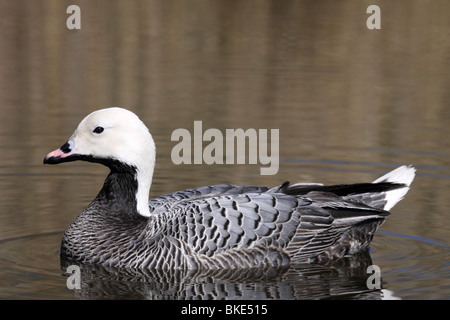 L'imperatore Goose Chen canagica nuoto prese a Martin mera WWT Lancashire, Regno Unito Foto Stock