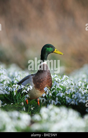 Un bel mallard drake in bucaneve. Dorset, Regno Unito Marzo 2010 Foto Stock