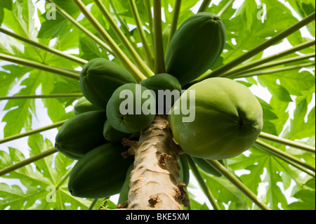 La papaia (Carica papaya) tree con frutto verde Jaluit, Isole Marshall Foto Stock