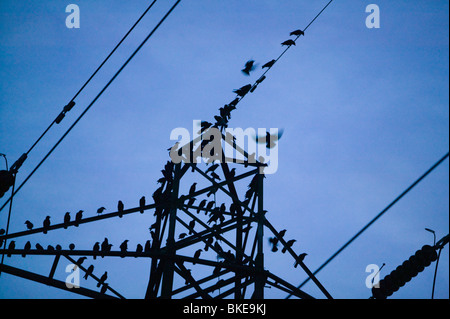 Jackdaws Rooks e allineate su un traliccio di elettricità, prima di sono ' appollaiati, Ulverston, Cumbria, Regno Unito Foto Stock