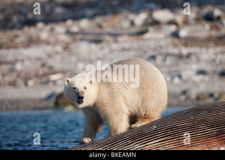 Norvegia Isole Svalbard, isola Spitsbergen, orso polare (Ursus maritimus) alimentazione sui morti Balenottera comune la carcassa a Porto Sallyhammna Foto Stock