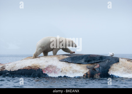 Norvegia Isole Svalbard, isola Spitsbergen, orso polare (Ursus maritimus) alimentazione sui morti Balenottera comune la carcassa a Porto Sallyhammna Foto Stock