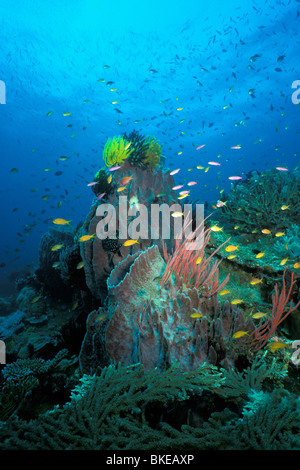 Coral Reef, Papua Nuova Guinea, Oceano Pacifico Foto Stock