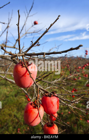 Persimmon frutti sugli alberi settore agricoltura Foto Stock