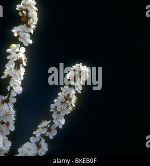 Fiorisce su sfondo nero. Foto Stock