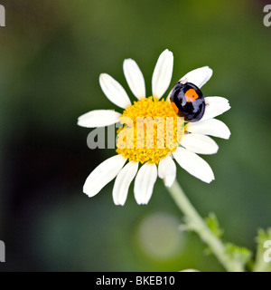 Ox eyed Margherita e 2 spot lady bird Foto Stock