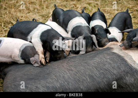 Wessex sella suinetti indietro Foto Stock