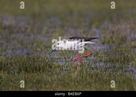 Stelzenläufer, nero, alato, Stilt, comune Stilt, Himantopus, Foto Stock