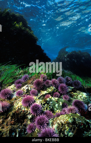 Viola ricci di mare, Stronglycentrotus purpuratus, California, Oceano Pacifico Foto Stock