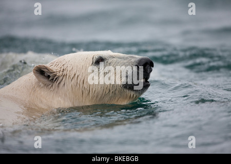 Norvegia Isole Svalbard, isola Spitsbergen, orso polare (Ursus maritimus) nuoto nel porto Sallyhammna Foto Stock