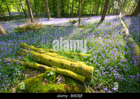 Bluebells nella primavera del bosco Ambleside Cumbria Regno Unito come molte piante sono la risposta al cambiamento climatico per la fioritura in precedenza Foto Stock