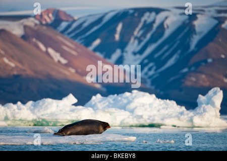 Norvegia Isole Svalbard, isola Spitsbergen, Guarnizione Barbuto (Erignathus barbatus) in appoggio sul pan di ghiaccio nel Lomfjorden al tramonto Foto Stock