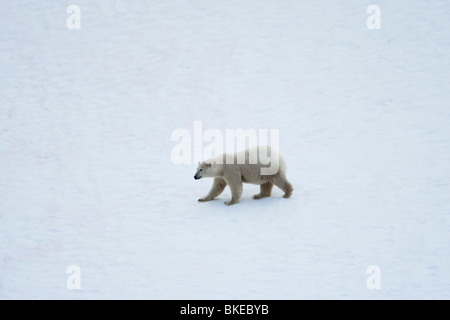 Norvegia Isole Svalbard, orso polare (Ursus maritimus) su piste innevate sopra Porto Sallyhammna a isola Spitsbergen Foto Stock