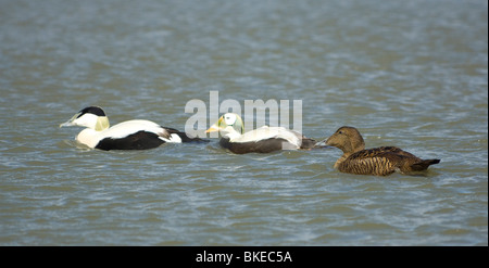 Comune coppia eiders Somateria mollissima con Spectacled Eider Somateria fischeri - Captive Foto Stock