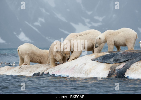 Norvegia Isole Svalbard, isola Spitsbergen, orsi polari (Ursus maritimus) lotta mentre si alimenta sulla carcassa del dead Balenottera comune Foto Stock