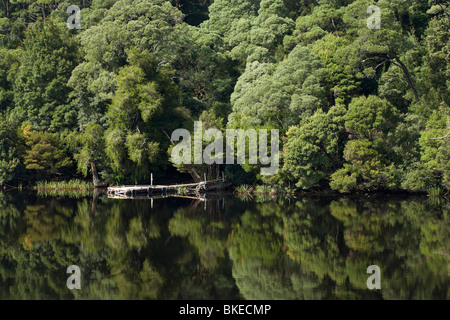 Forest riflessa nel fiume Gordon, Franklin-Gordon Wild Rivers National Park, Wilderness Area del Patrimonio Mondiale, Tasmania Foto Stock