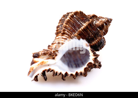 Mare conch isolato su bianco Foto Stock