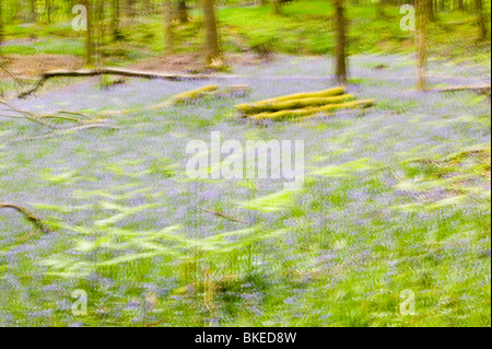 Bluebells nella primavera del bosco Ambleside Cumbria Regno Unito come molte piante sono la risposta al cambiamento climatico per la fioritura in precedenza. Foto Stock