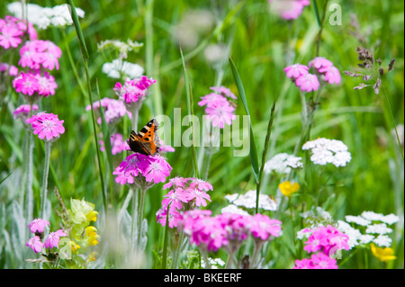 Una piccola tartaruga farfalla in un prato di fiori selvaggi di Zermatt in Svizzera Foto Stock