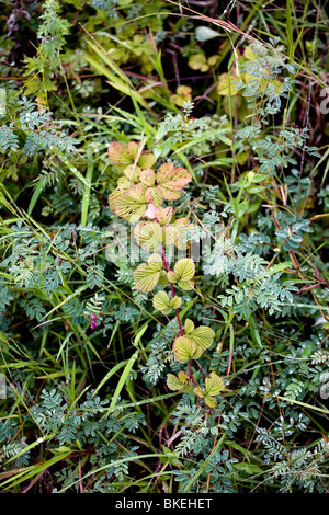 Alcuni rovi selvaggi in un campo Foto Stock